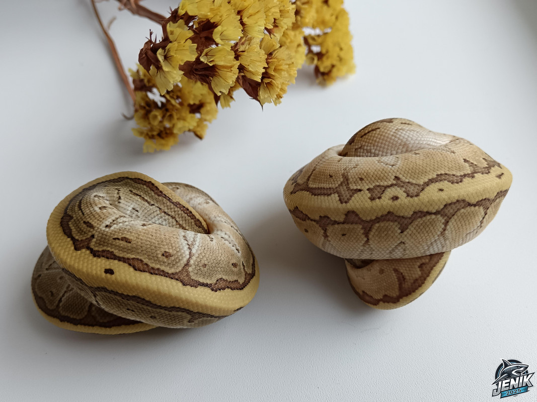 IMG_20250720_174126а