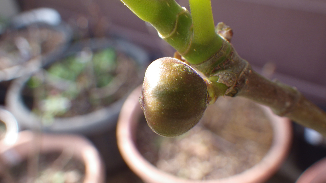 Medici Black #1 2020 05 19