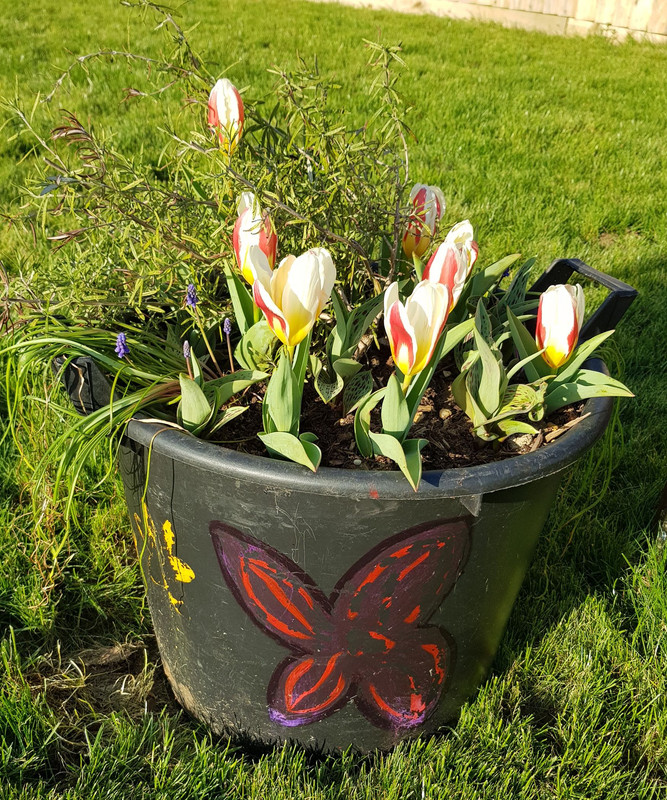 Tulips
