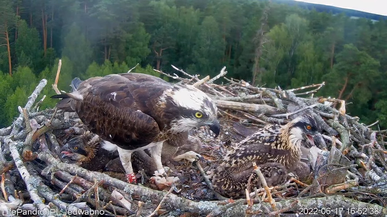 Rybołowy Online Puszcza Napiwodzko-Ramucka _ Ospreys Online in Napiwodzko-Ramucka Forest 8-57-3 scre