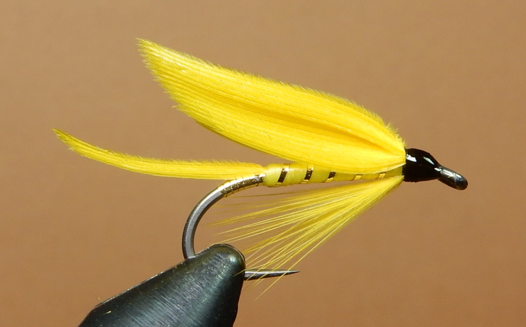 Yellow-Sally-1080.jpg