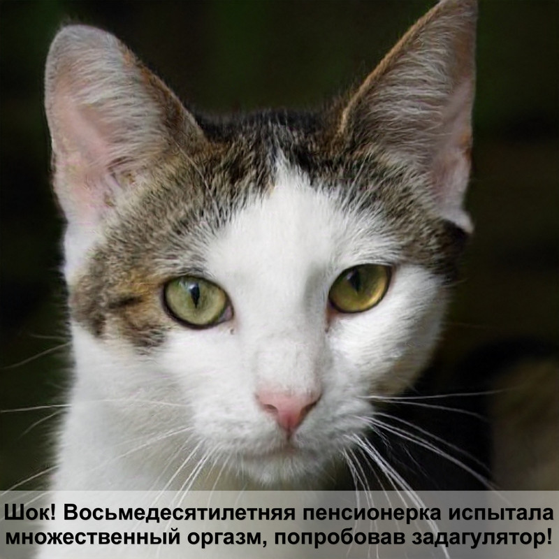 как делать внутримышечный укол кошке