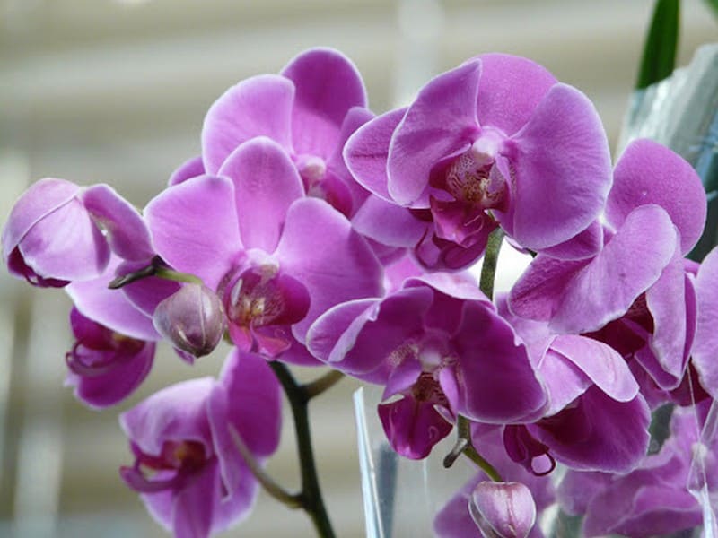 Орхидеи в доме как избежать проблем с аллергией