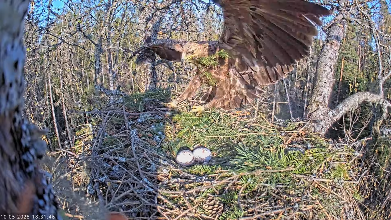 Väike-konnakotkas __ Clanga pomarina __ Lesser Spotted Eagle 14-49-56 screenshot (1)