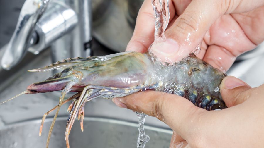 udang segar atau tidak (7)