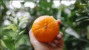 ¿Cómo saber si la mandarina es dulce? Esta es la forma correcta de escogerla