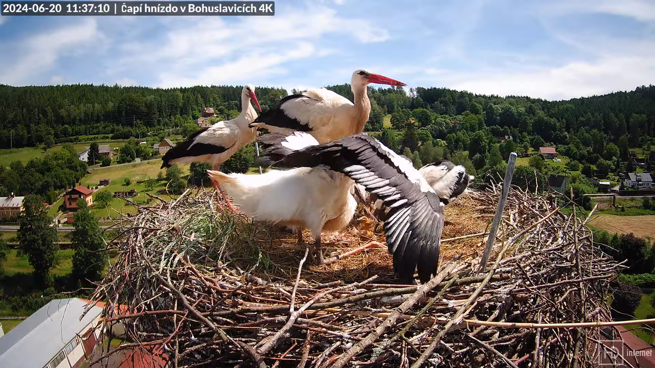 Živě z čapího komína firmy KARA v Bohuslavicích u Trutnova 2-50-47 screenshot (1)