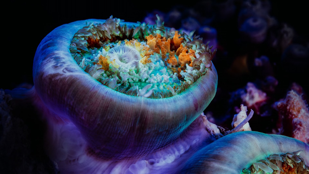 Blue Planet II S01E03 Coral Reefs (1080p x265 10bit Tigole).mkv_