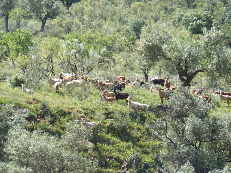 goats-3.jpg