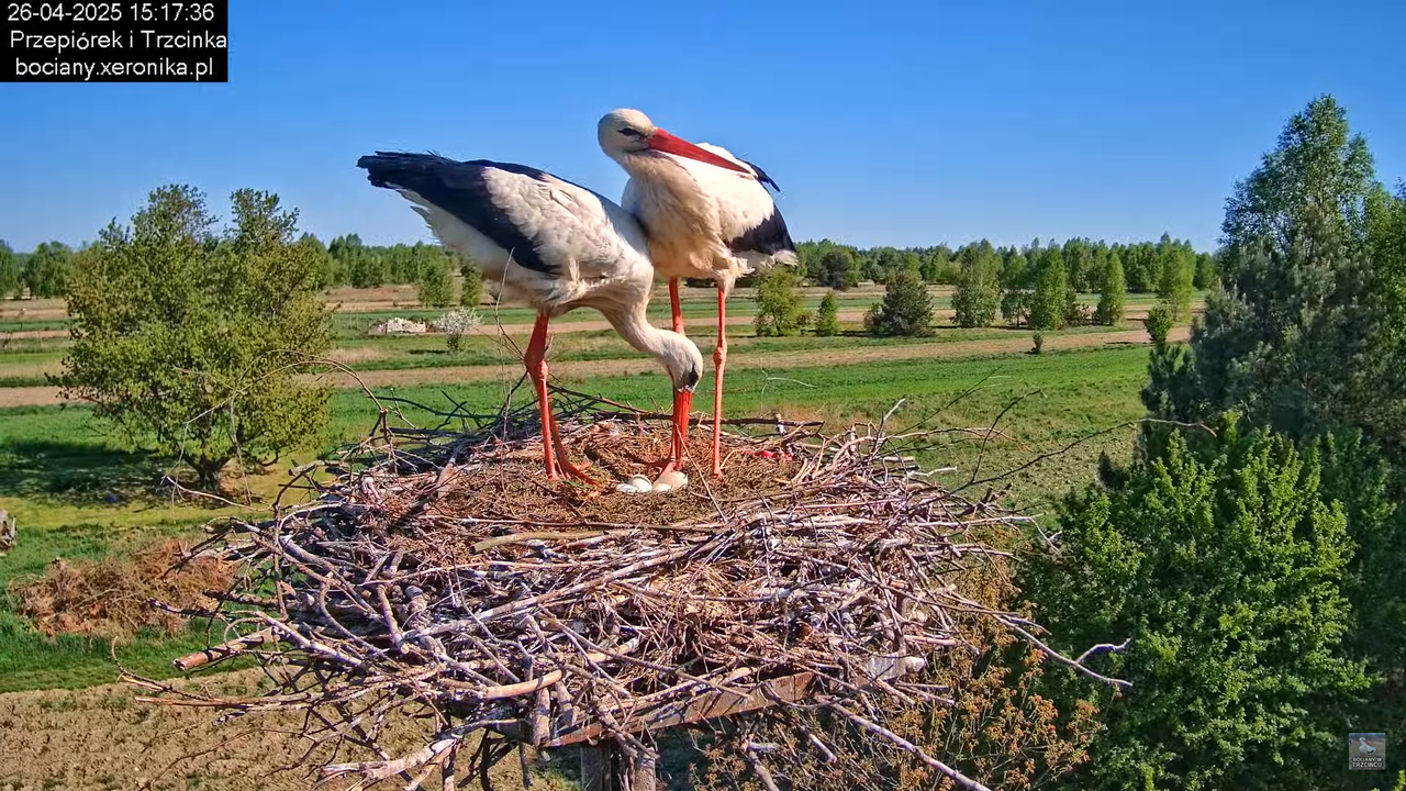 26042025bociany13