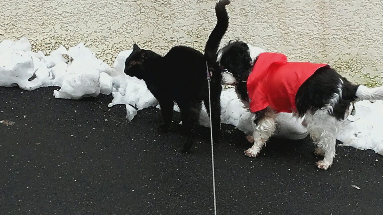 послед снег2