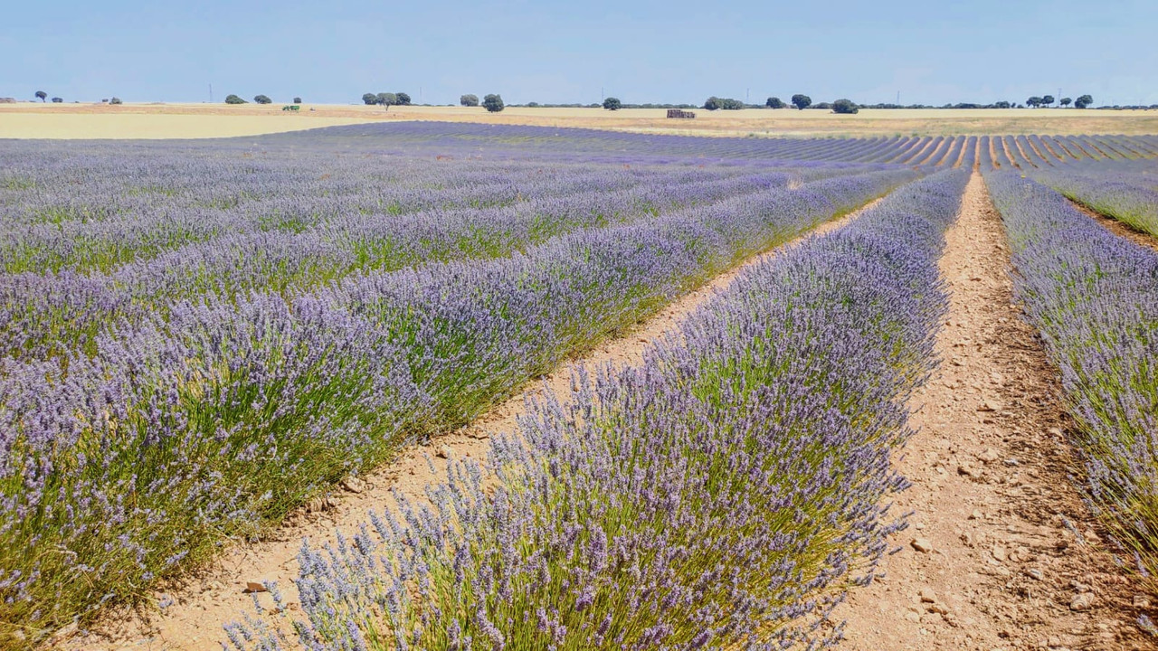 Campos de Lavanda alternativos a Brihuega - Castilla - Foro Castilla la Mancha