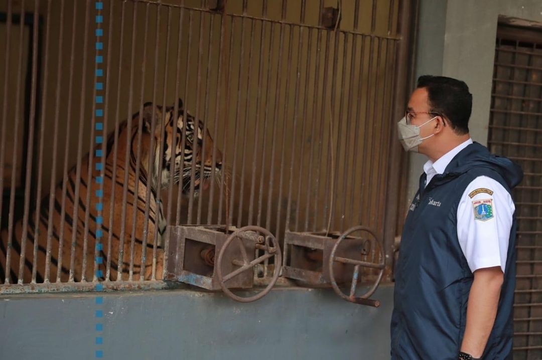 Anies Baswedan ketika mengunjungi Hari dan Tino, harimau Sumatera Taman Margasatwa Ragunan yang terpapar Covid-19.