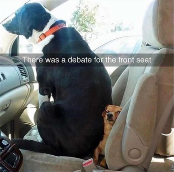 Dog Humor #3