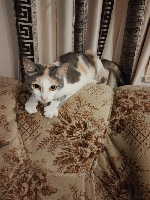 Изображение WhatsApp 2025-08-04 в 22.05.05_3d759c37