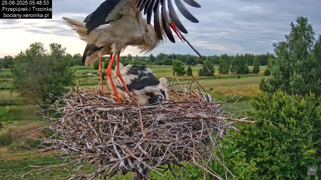 25062025bociany10