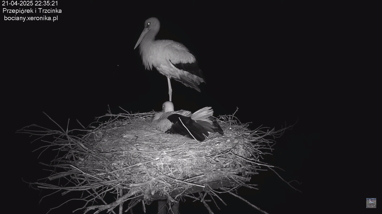 21042025bociany_1