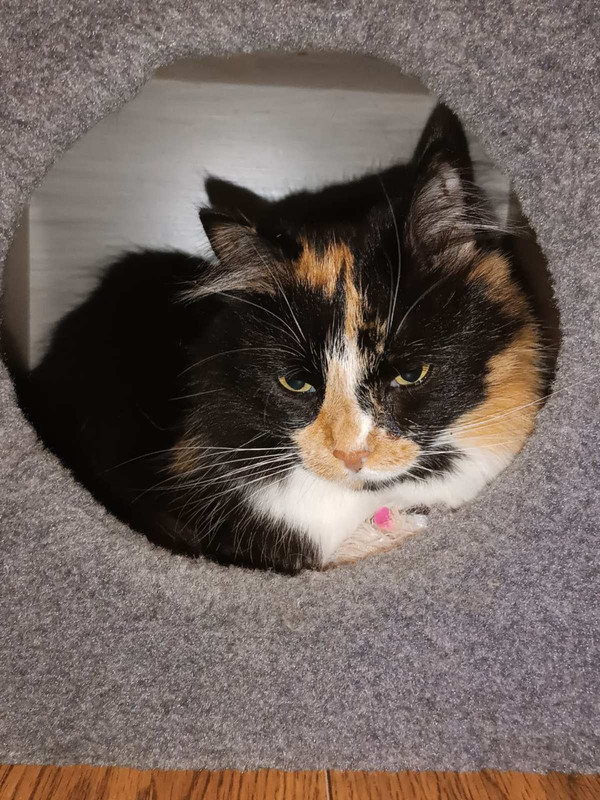 IMG-2a7cf8773958ebe48a4858f647e70690-V