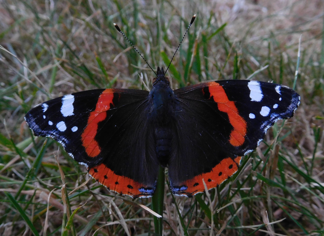 260812 01Butterfly During Eclipse