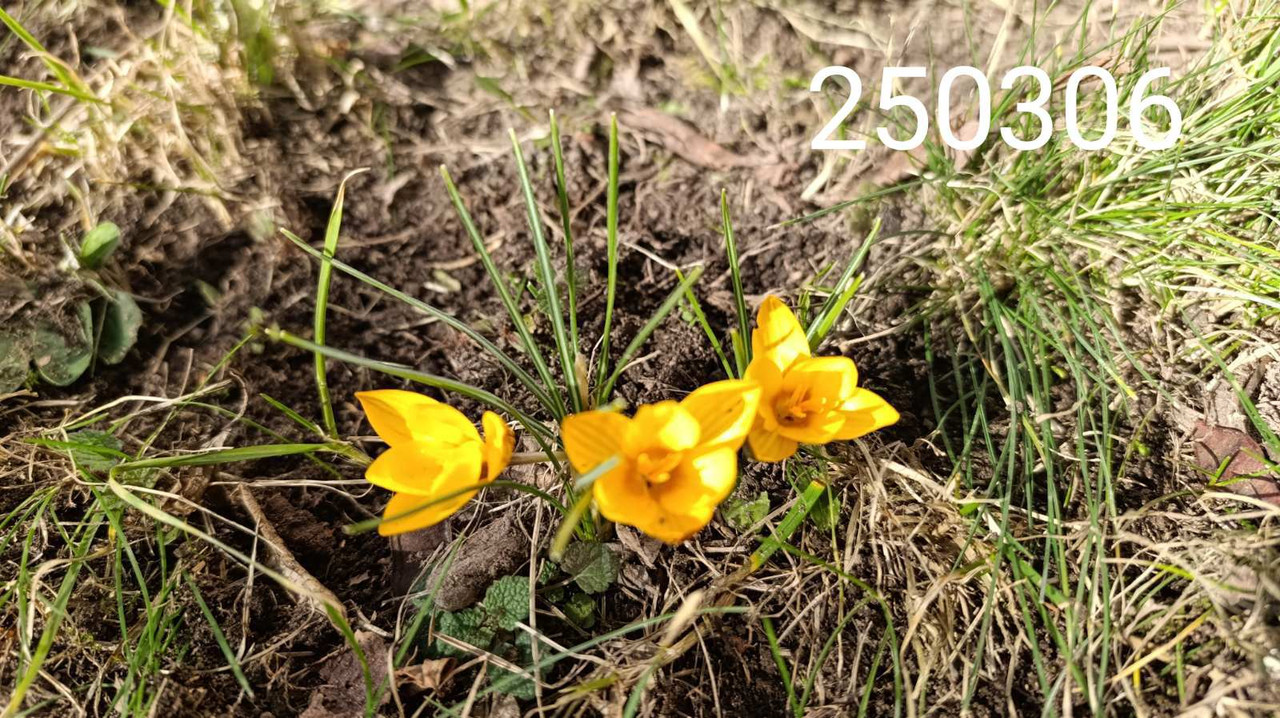 krokus02