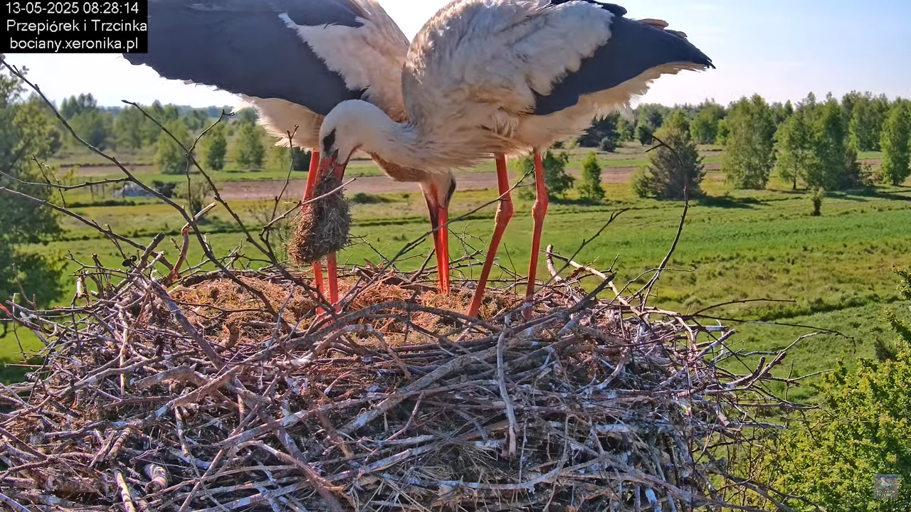 13052025bociany18