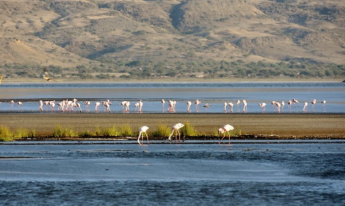 Danau Merah Tanzania adalah tempat berkembang biak terbesar bagi flamingo. Uniknya, bakteri di danau yang membunuh sebagian besar burung tidak mempengaruhi kehidupan flamingo.