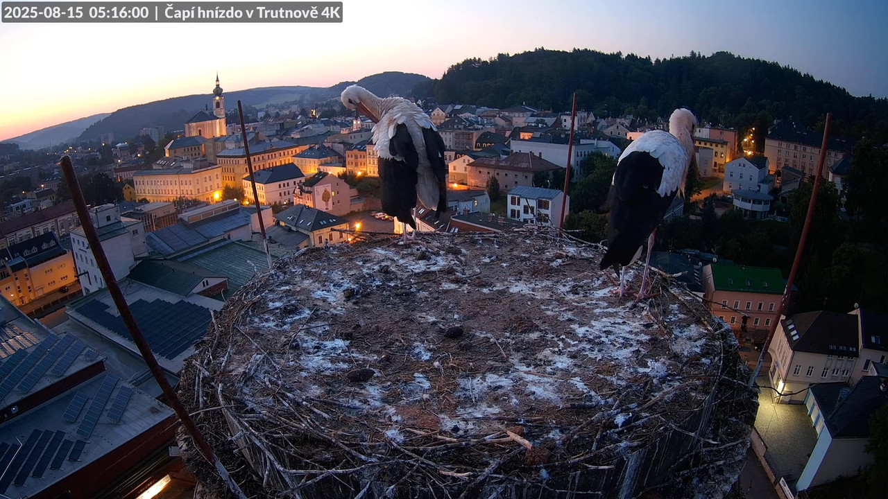 Živě z čapího hnízda na pivovarském komíně v Trutnově 7-5-15 screenshot
