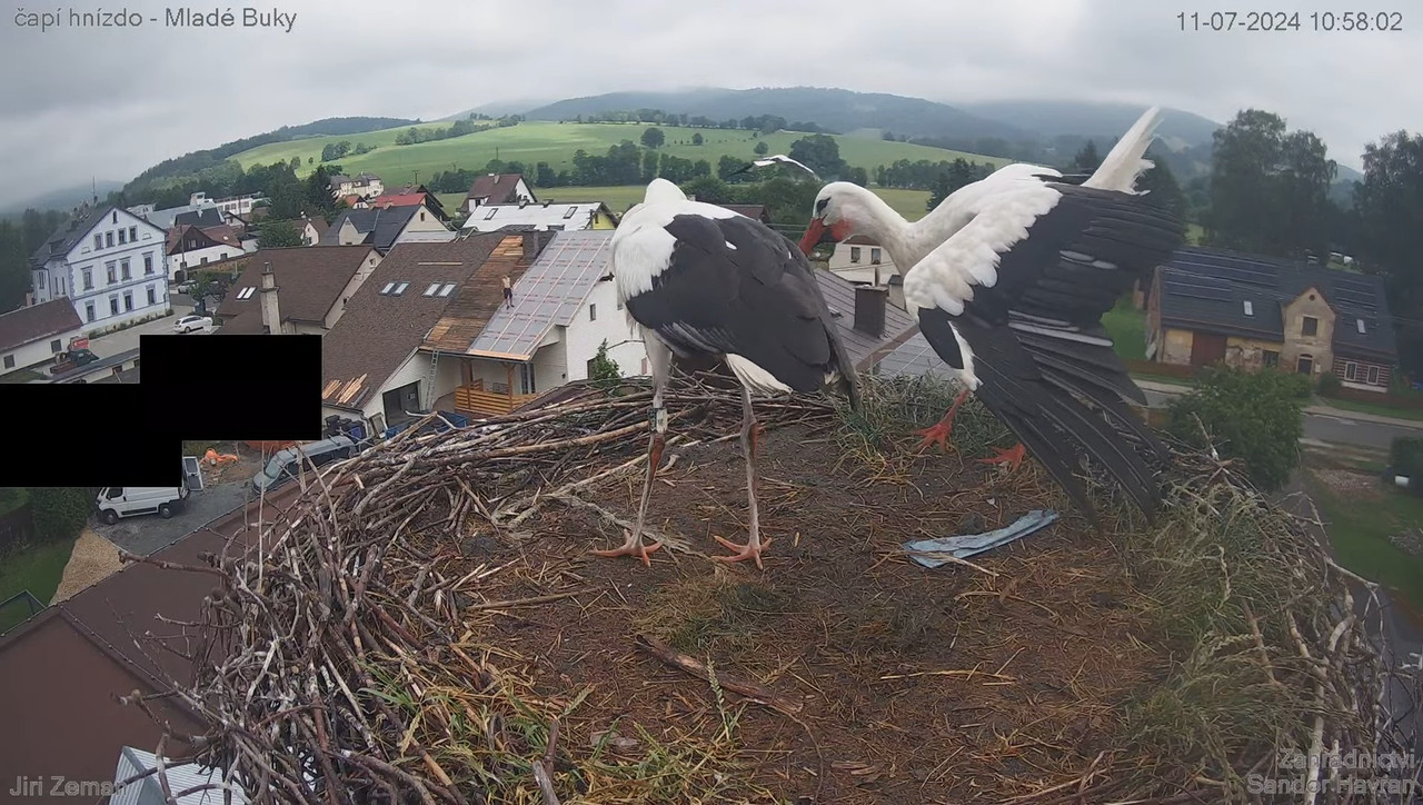 Tiešraides kamera — Mladé Buky — stārķa ligzda 11-25-14 screenshot
