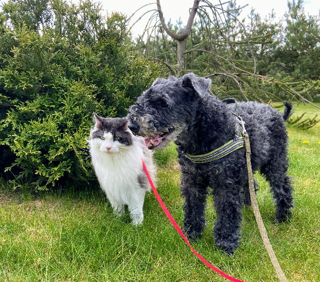 636-C6-B59-AD12-436-D-A734-AB3-B6-E965-B