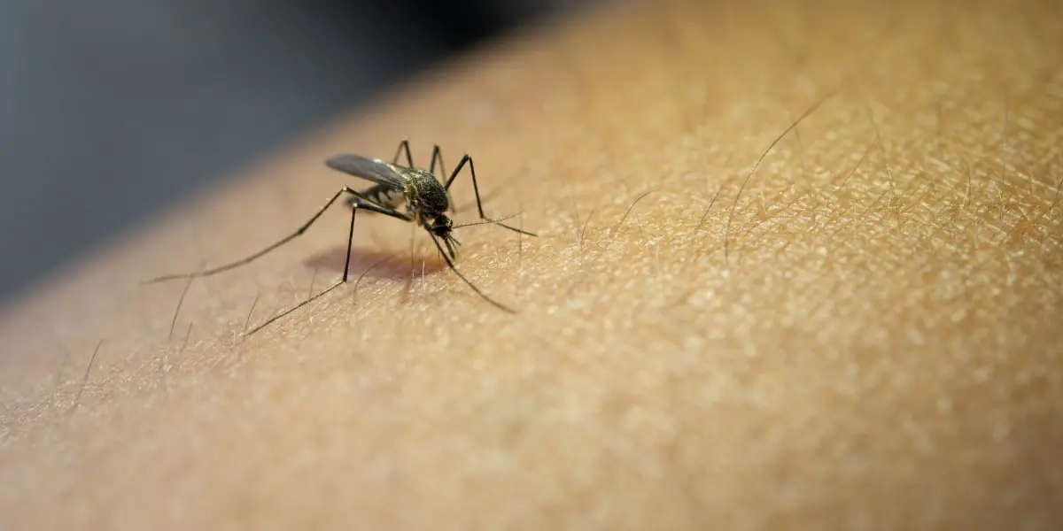 मच्छरांपासून संरक्षण करा | Mosquitos