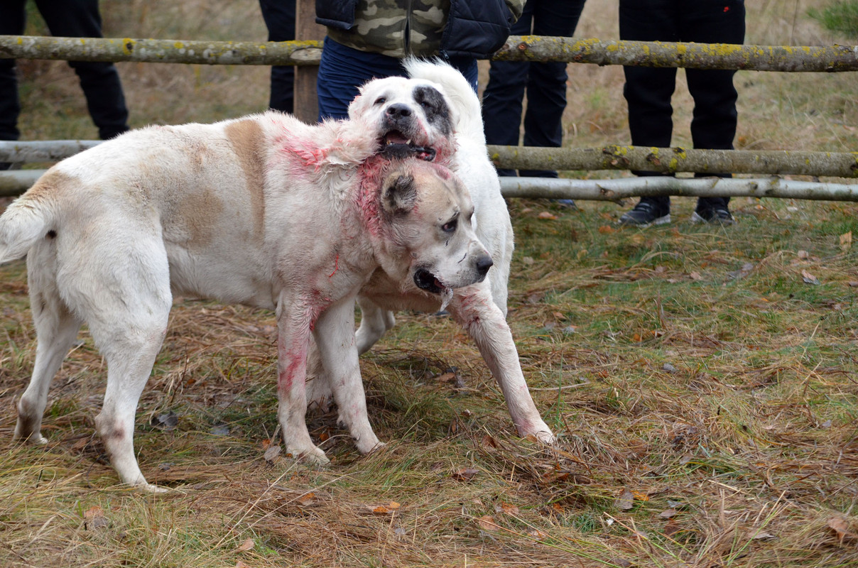 Шаман - Монгол (13)