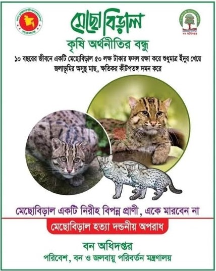 মেছোবিড়াল