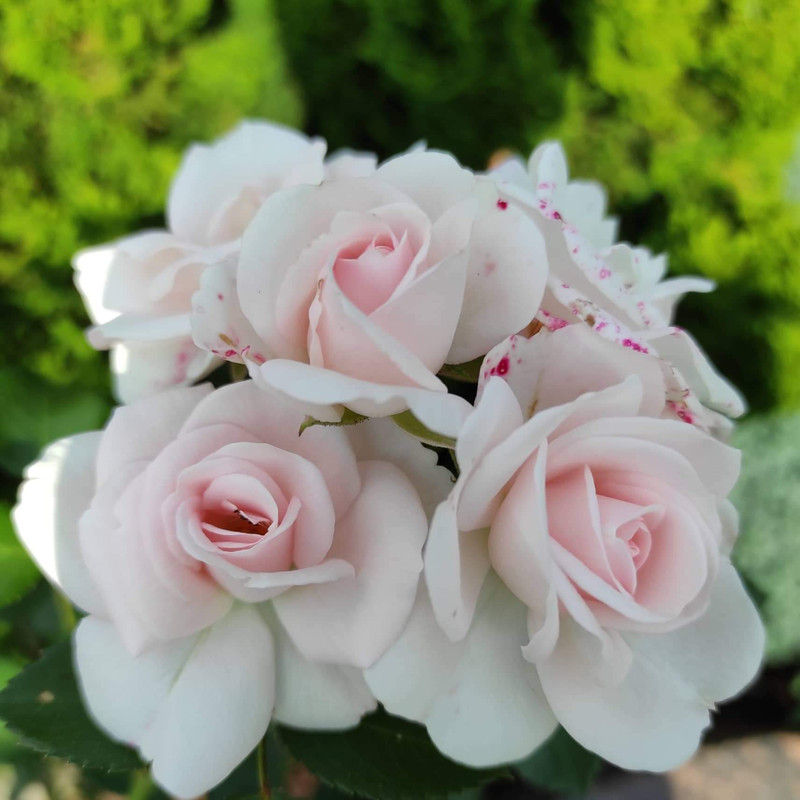 [Image: FB-IMG-1656344277255.jpg]