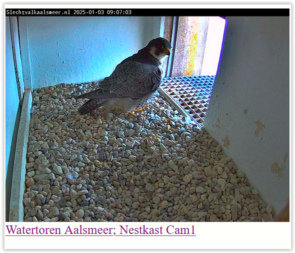 Screen Shot 01-03-25 at 09.07 AM