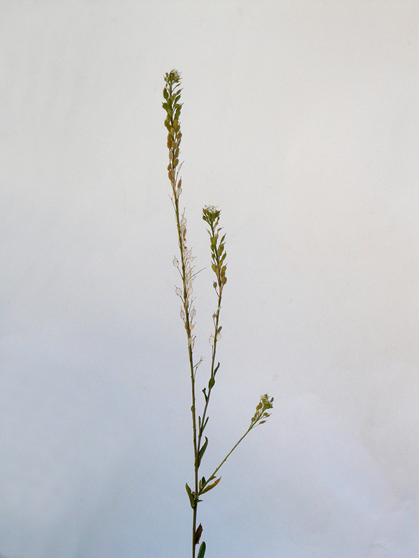 P1130891-2... (1024)