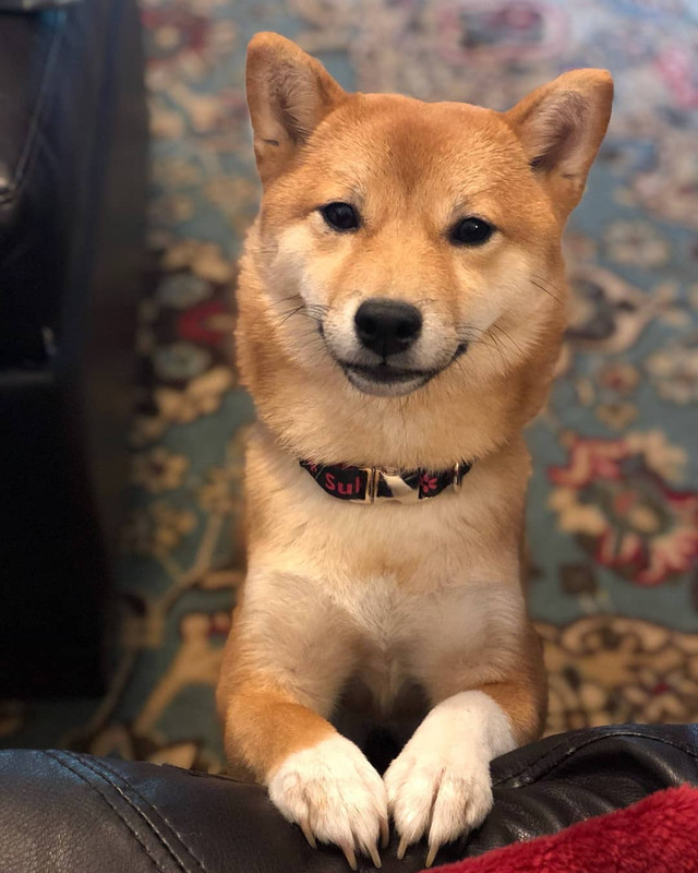 This Pup Has Taken Over Our Home IMG-5783