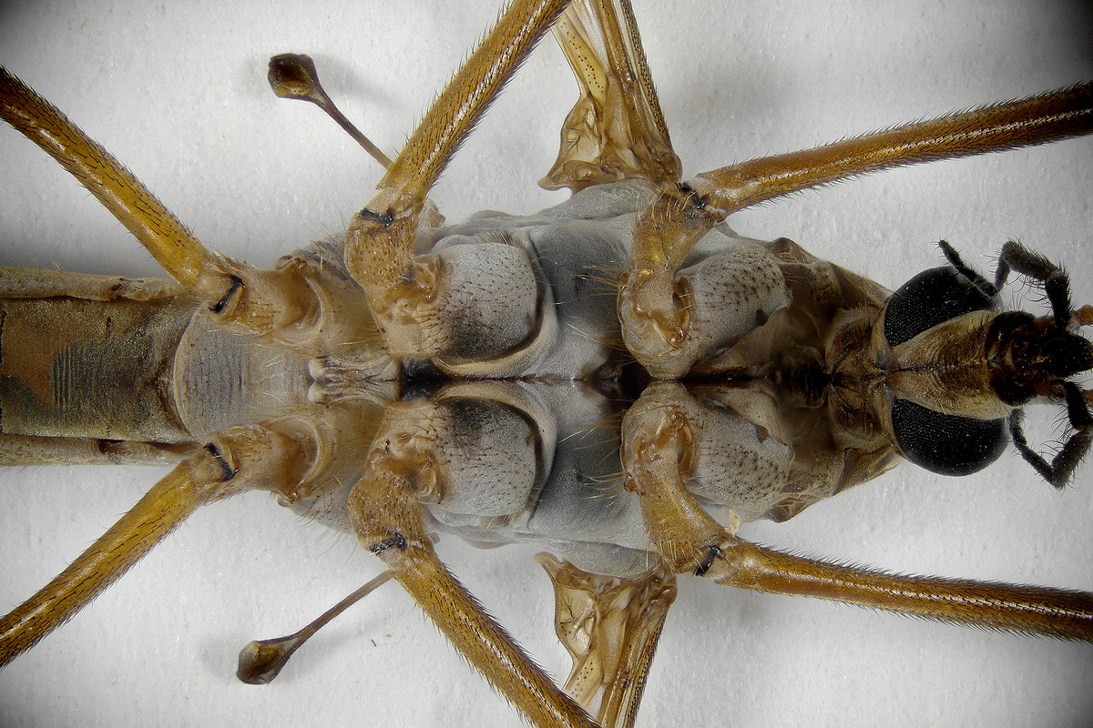 tipula_micro_ventrale_miltete_4x