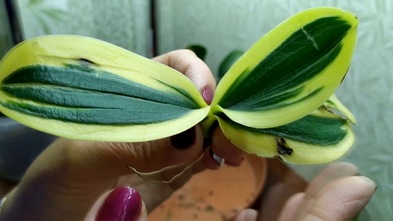 Орхидея без корней - причины заболевания и методы борьбы с проблемой
