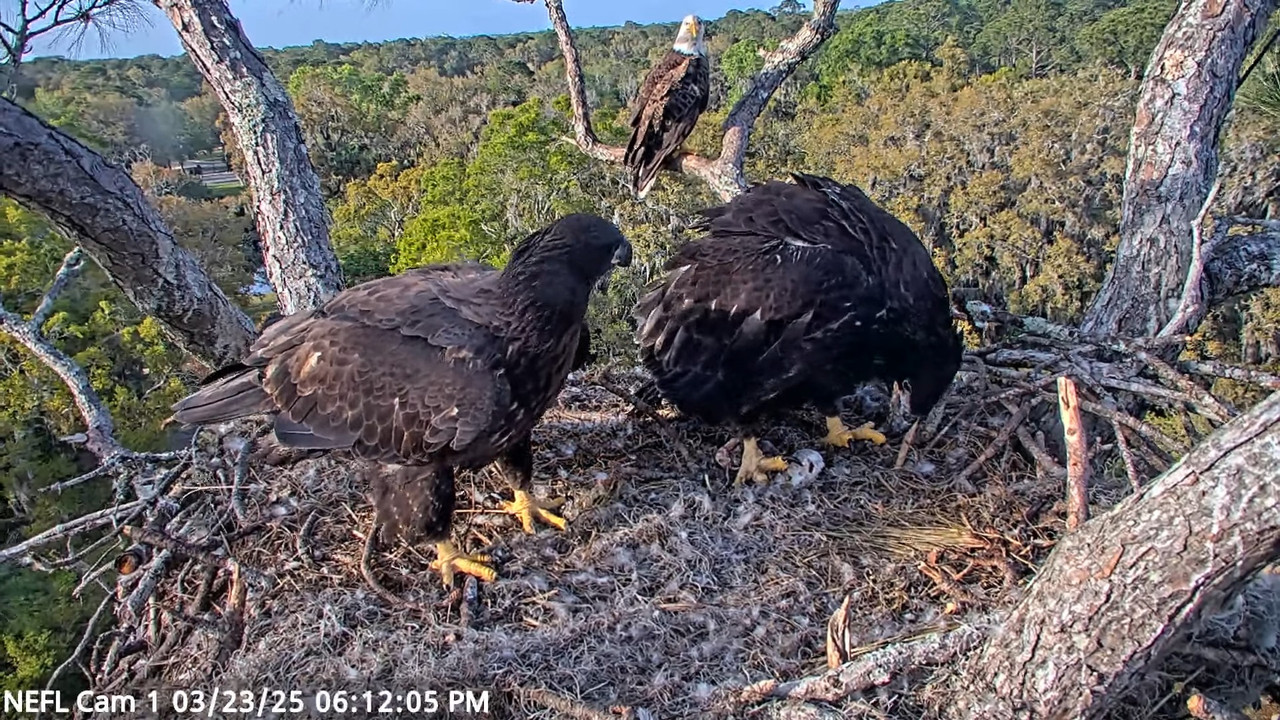 NEFL Cam 1 — tiešraidē Bald Eagle Cam 3-54-25 screenshot