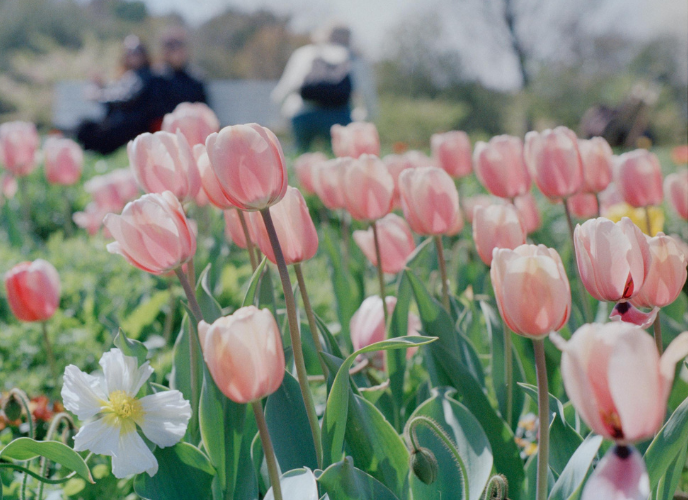 tulips