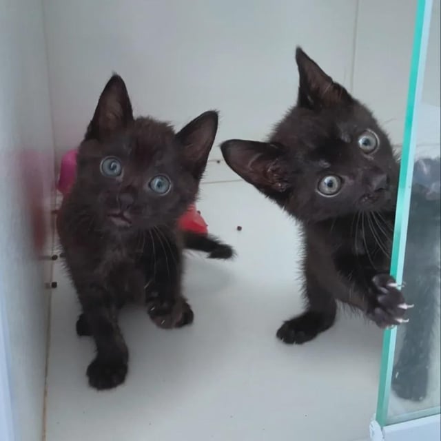 two-tiny-panthers-v0-gpatquj0c4vg1.jpg