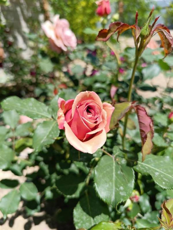 изображение_viber_2024-06-26_13-27-08-436