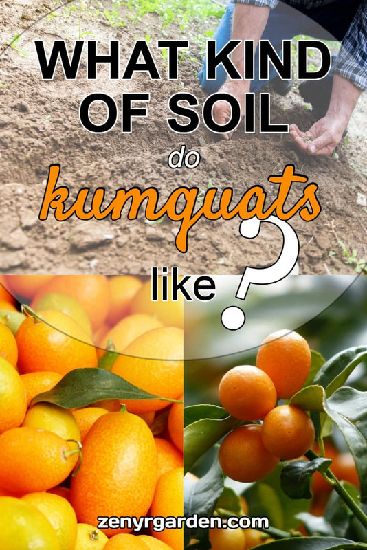 what-kind-of-soil-do-kumquats-like.jpg