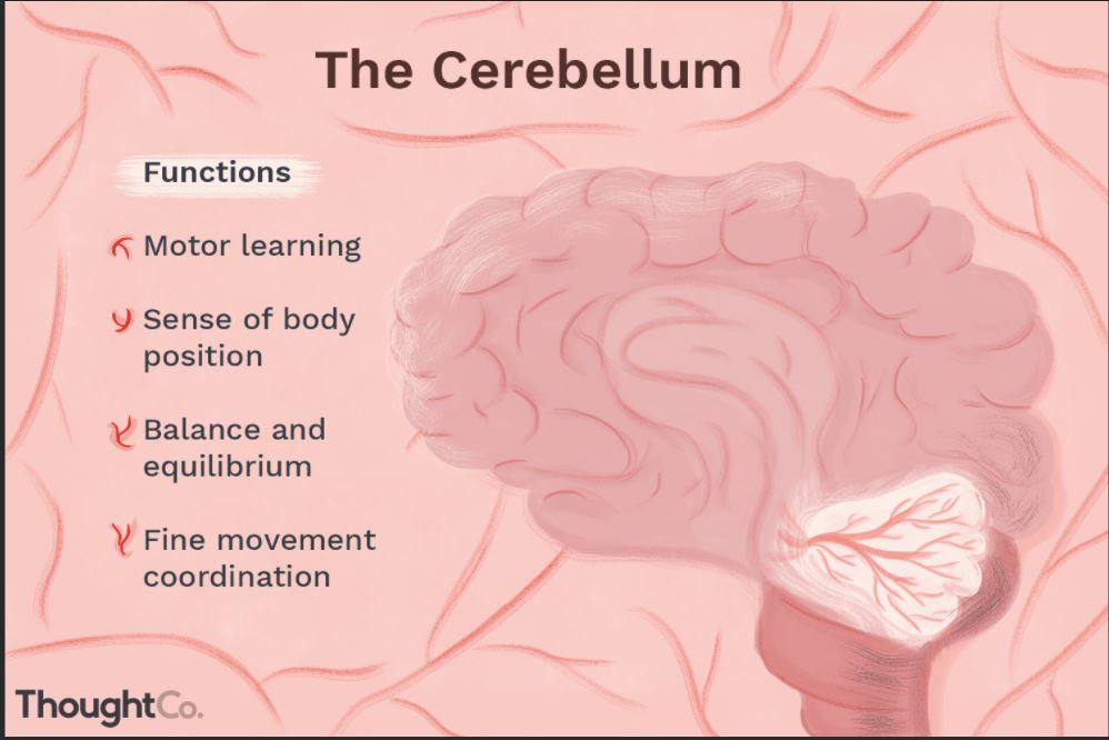 cerebellum-function.jpg