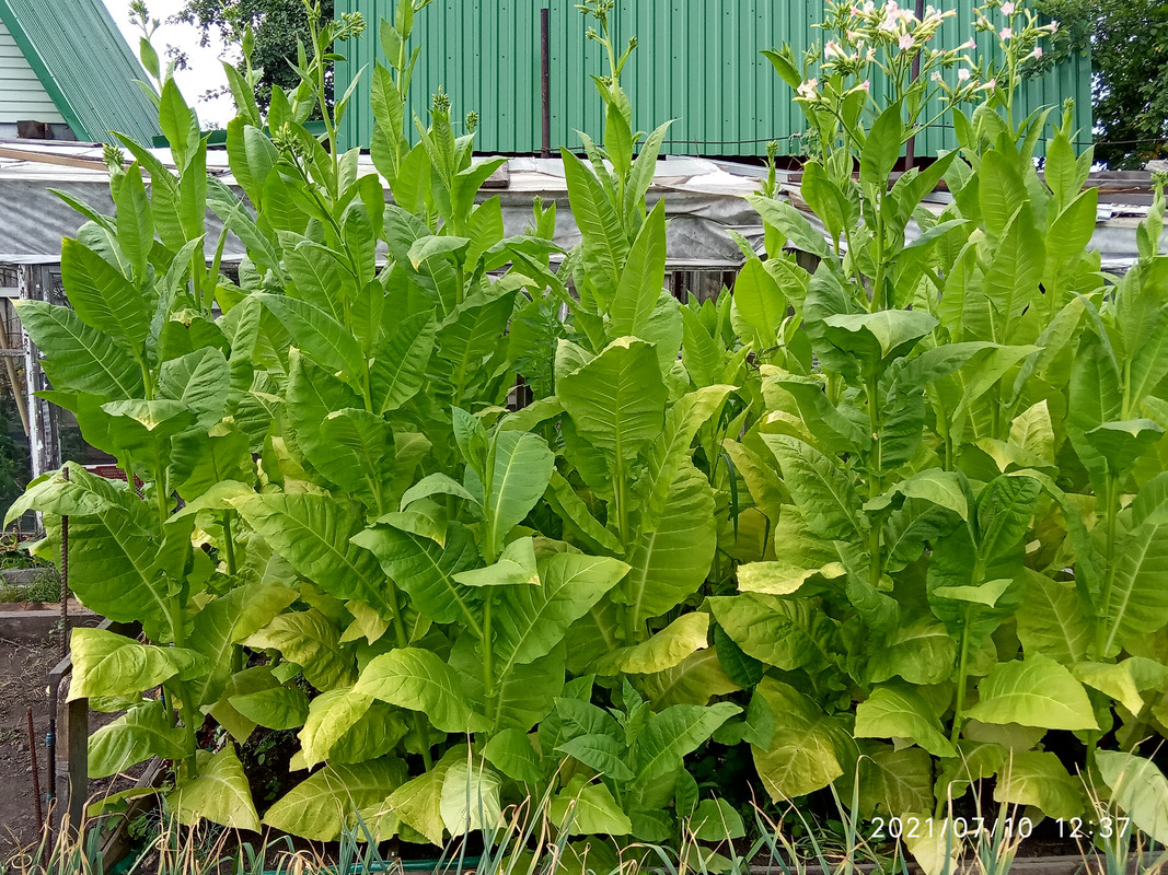 16258954034028888361101926255061