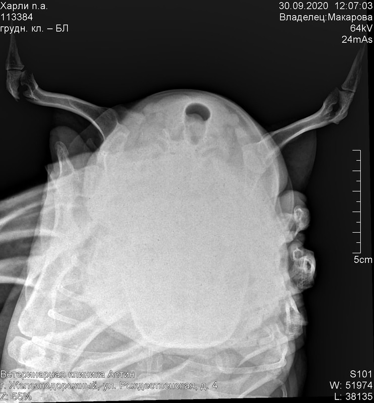 харли макарова трахея поперечн