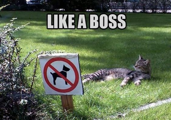 Cat Humor #8