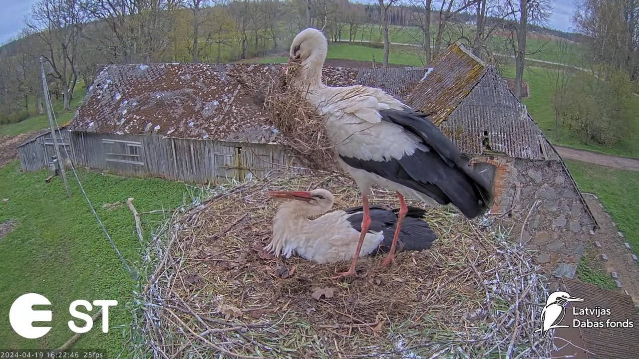 Baltie stārķi (Ciconia ciconia) Tukuma novadā - LDF tiešraide __ White storks in Tukums, Latvia 12-3
