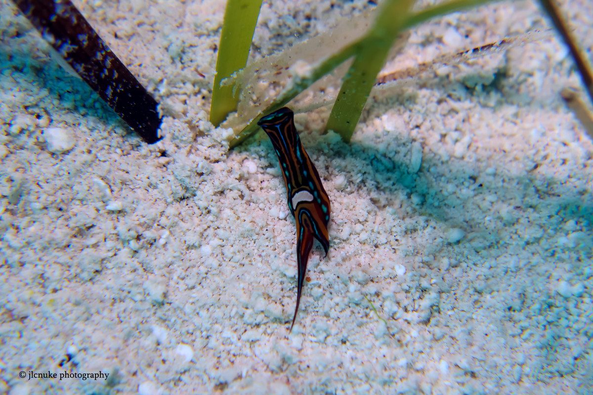 Leech Headshield Slug Bahamas 11-2020