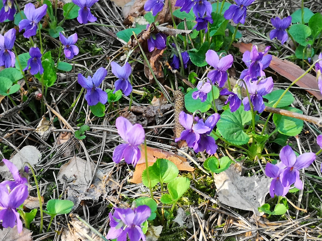 [Obrazek: IMG-20190405-155547.jpg]